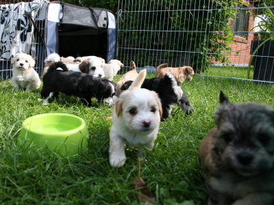 Bichon Havanais hvalpe hos Kennel Miki Nanoq